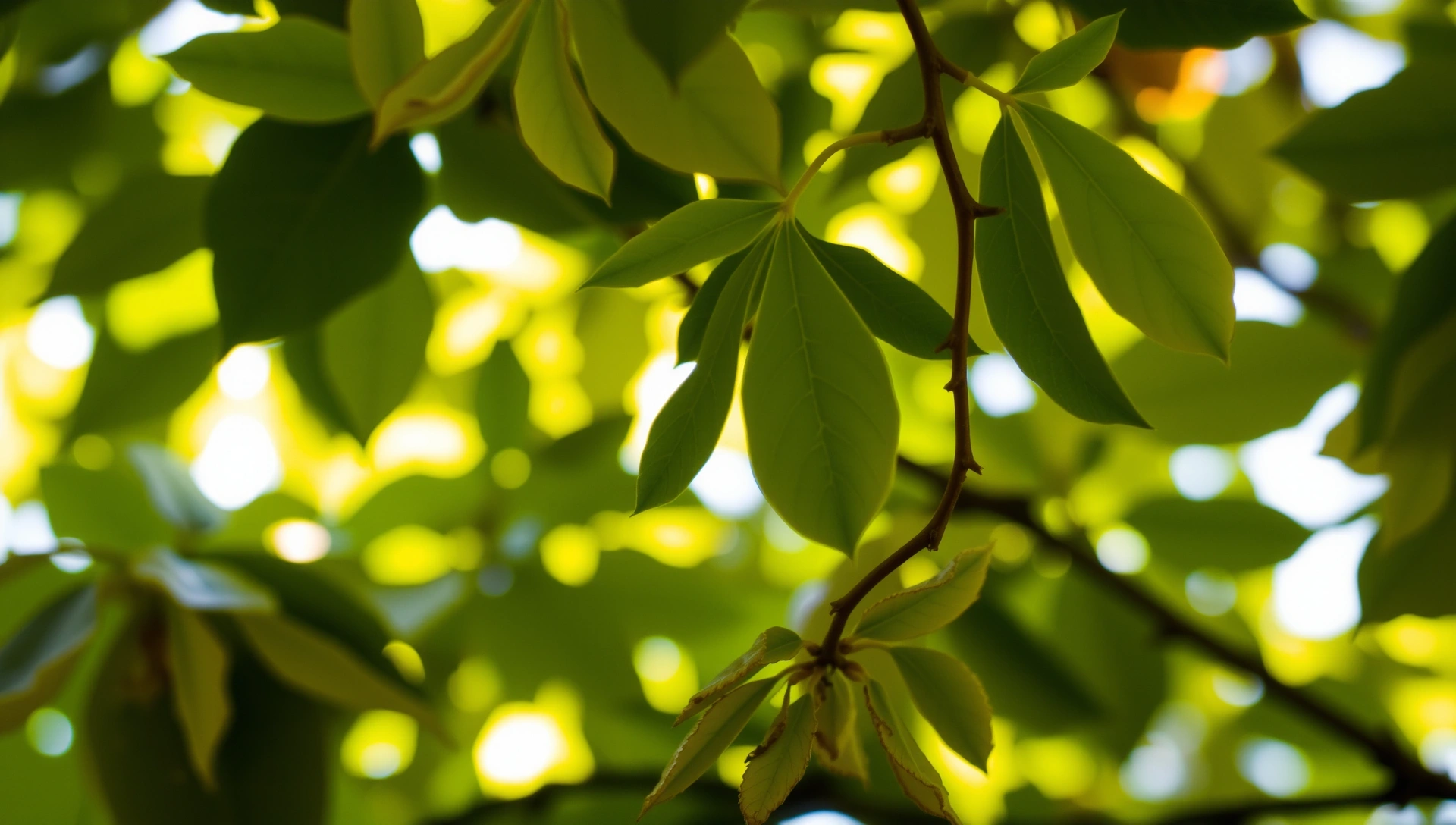 Textura abstracta de hojas verdes y luz solar difusa